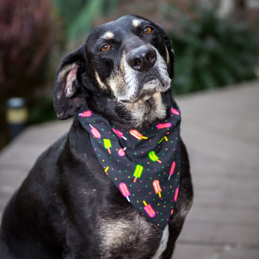 Fancy Pet Scarfs Dog Bandana Popsicle